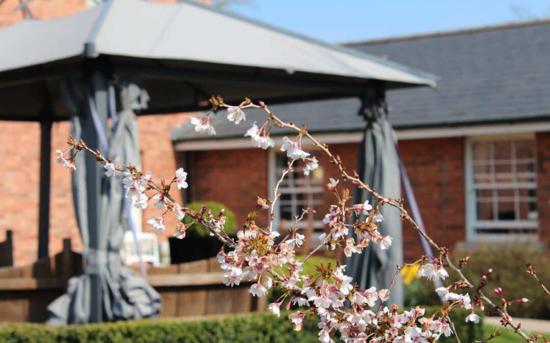 Stanfield Care Home Dementia Sensory Garden Blossoming in Spring